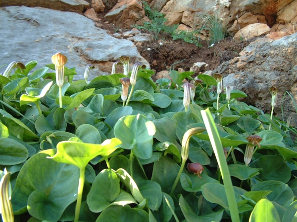 Arisarum vulgare / Arisaro comune